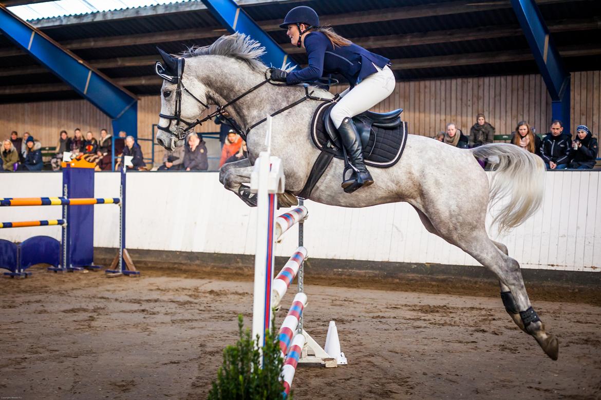 Tysk Oldenburger Edinburgh billede 9