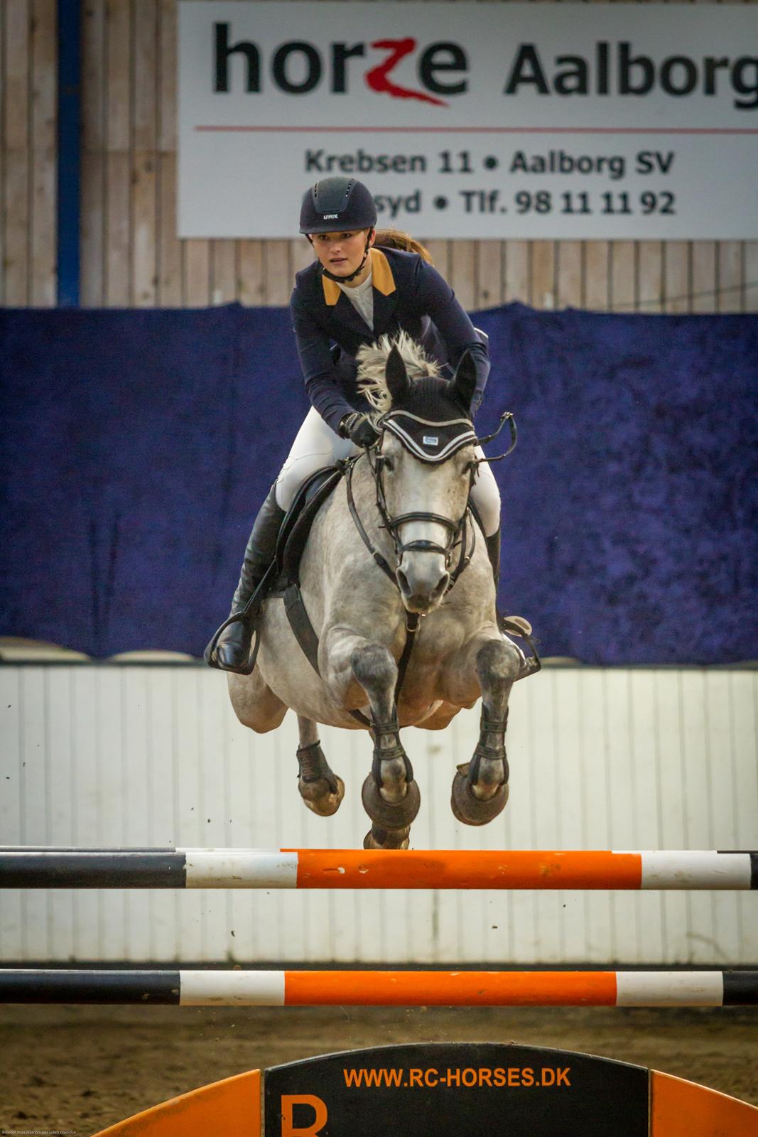 Tysk Oldenburger Edinburgh billede 10