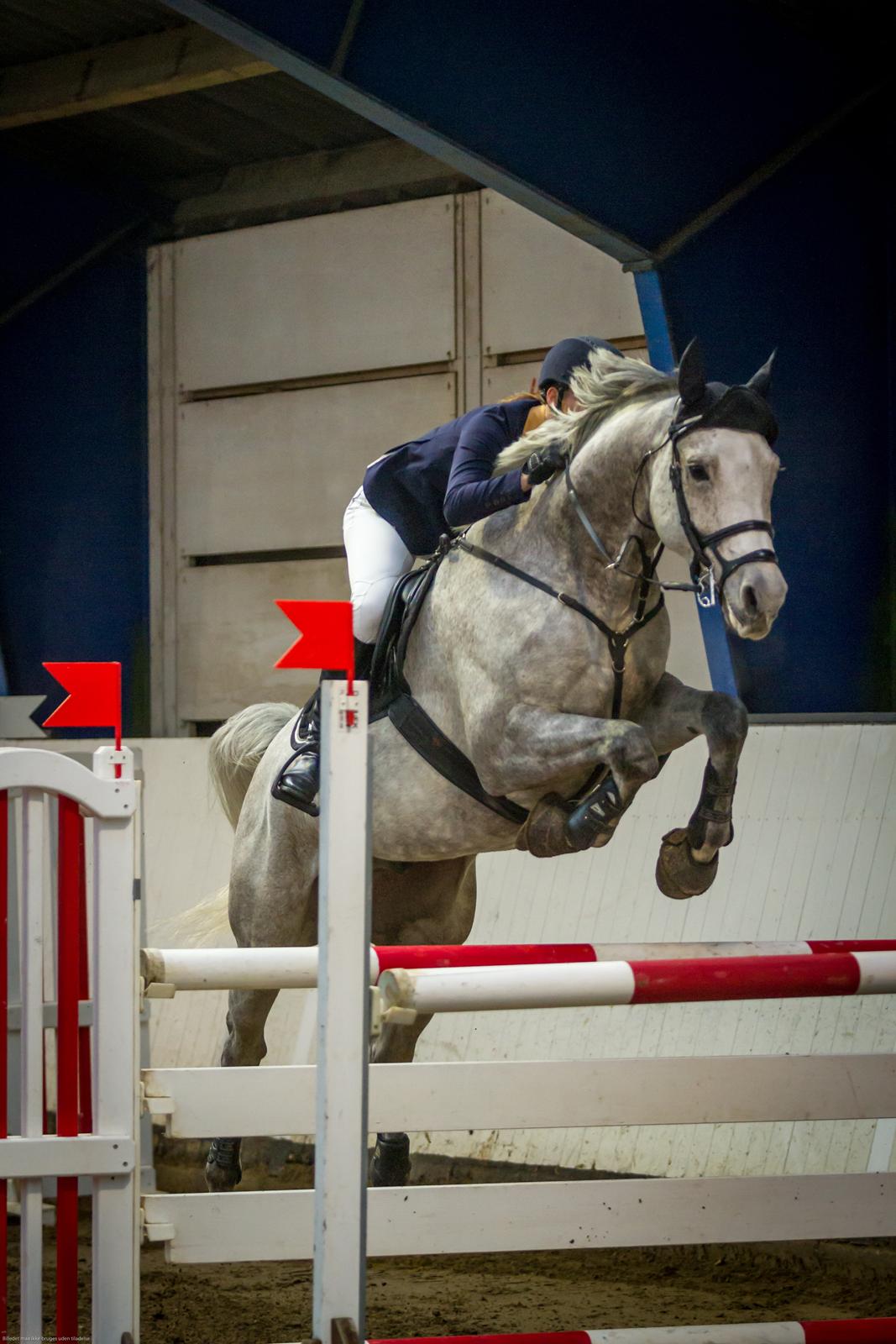 Tysk Oldenburger Edinburgh billede 12