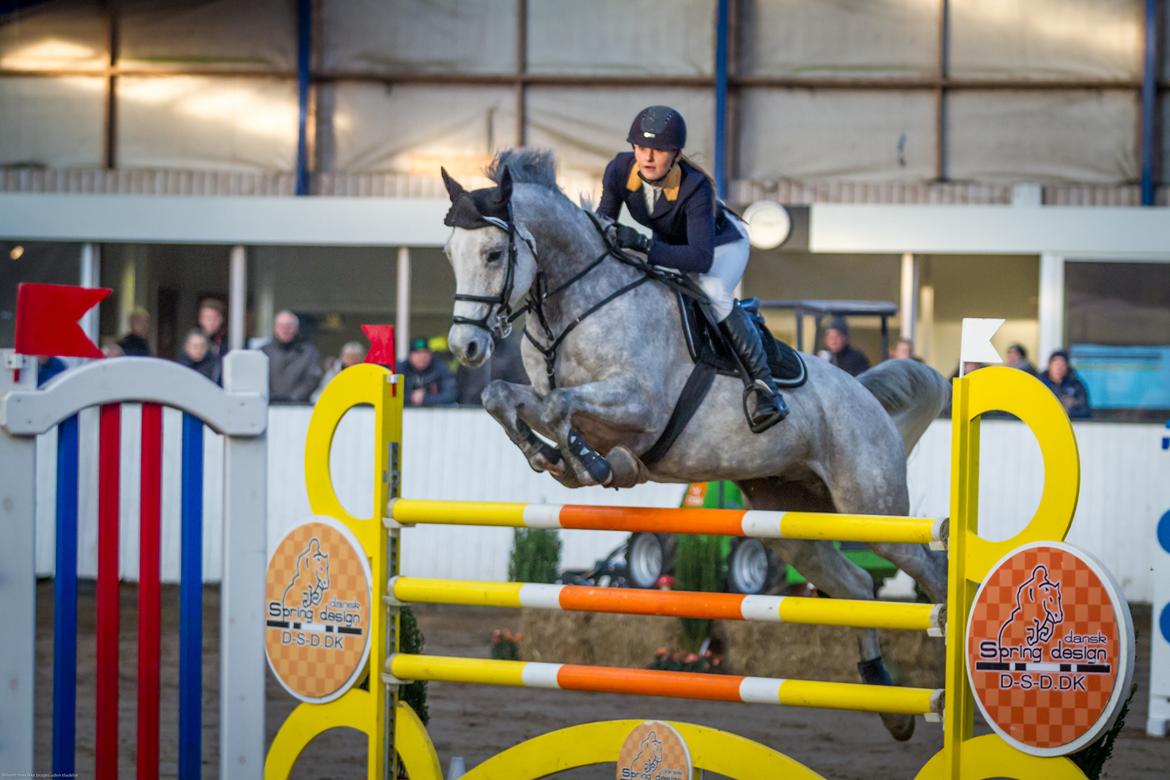 Tysk Oldenburger Edinburgh billede 15