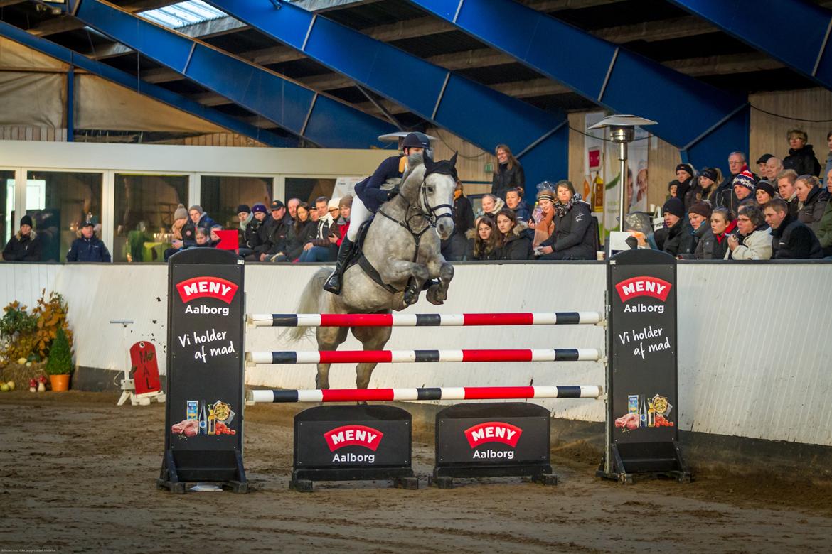 Tysk Oldenburger Edinburgh billede 17