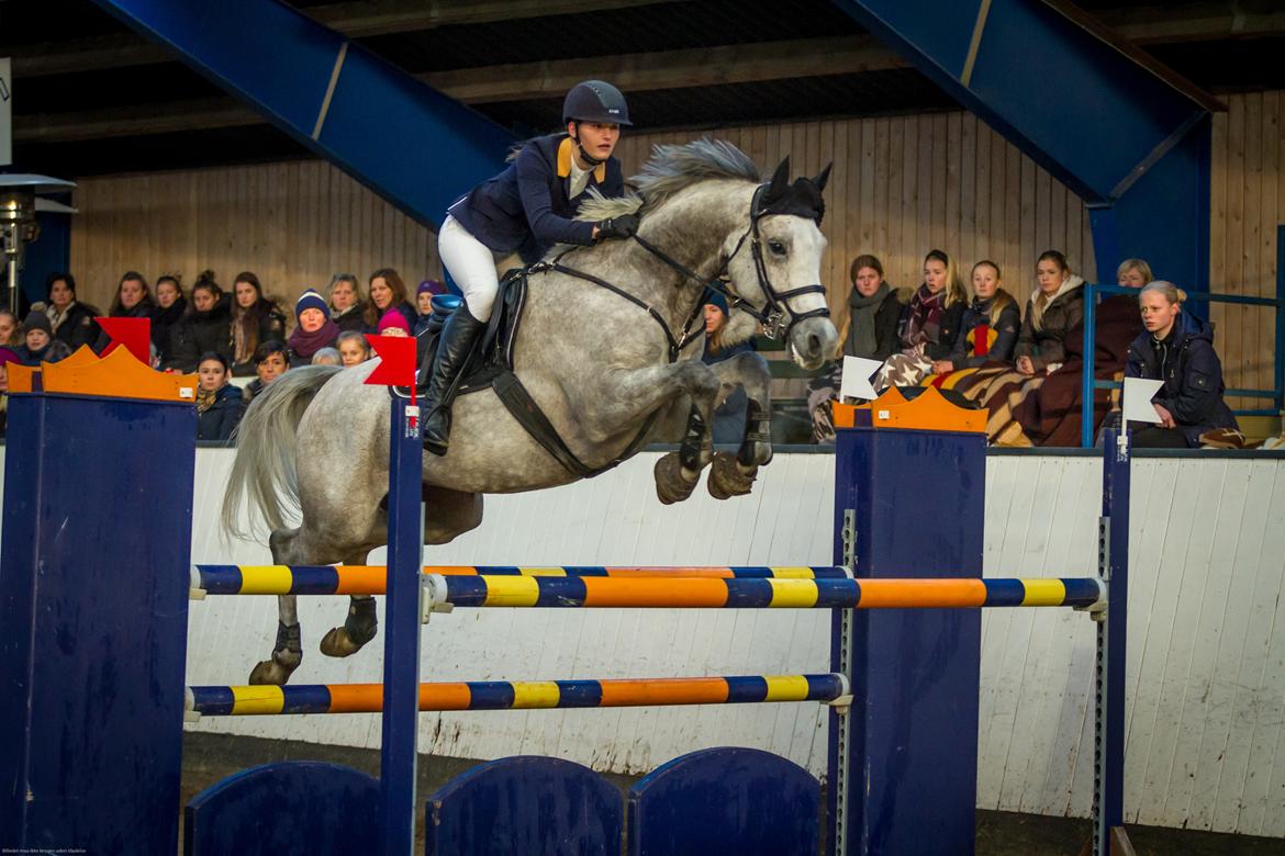 Tysk Oldenburger Edinburgh billede 1