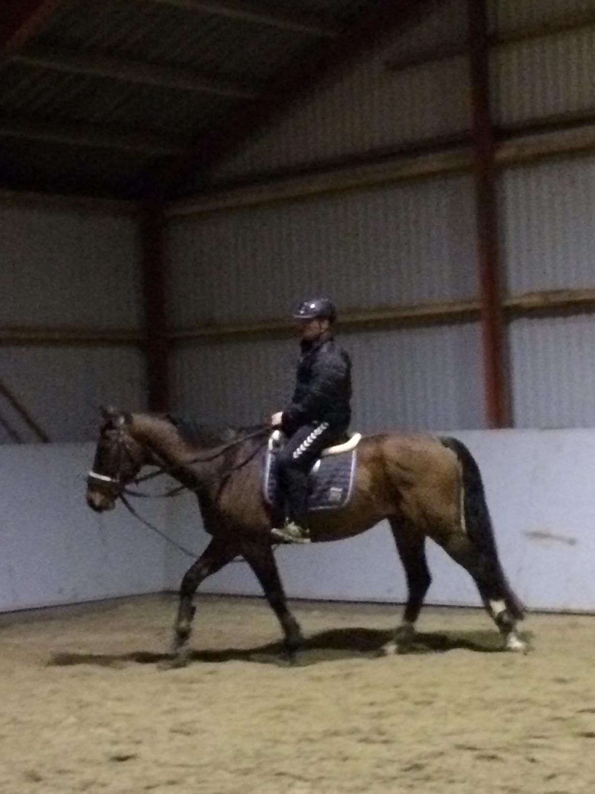 Dansk Varmblod Zano Redtz billede 19