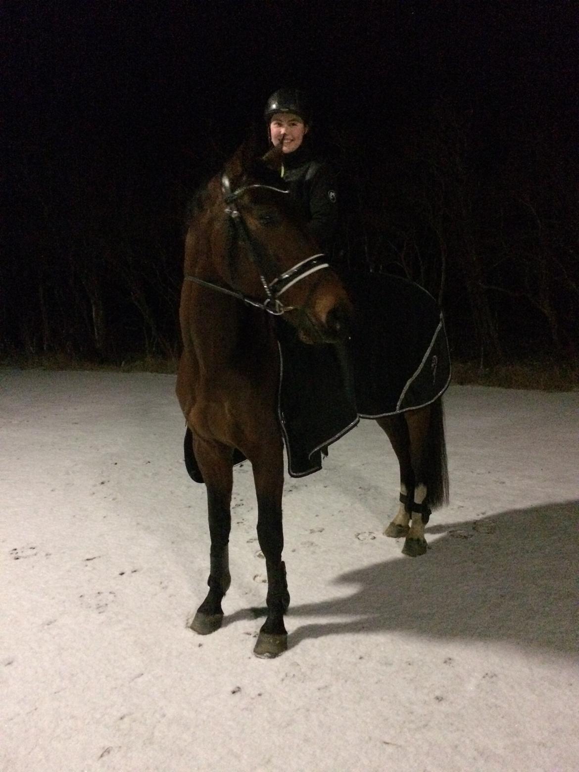 Dansk Varmblod Zano Redtz billede 20