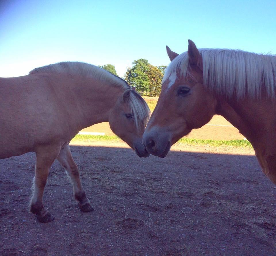 Haflinger Kiwi elghusets - solgt billede 13