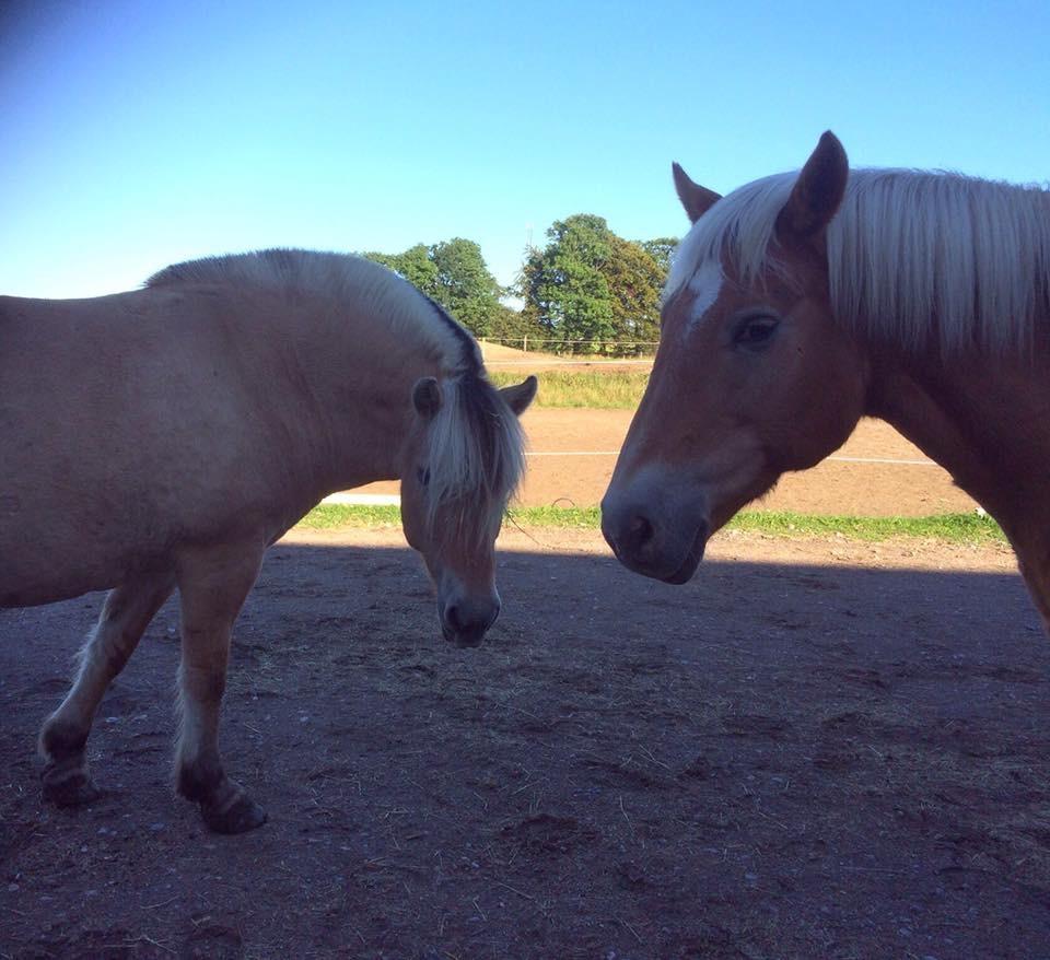 Haflinger Kiwi elghusets - solgt billede 14