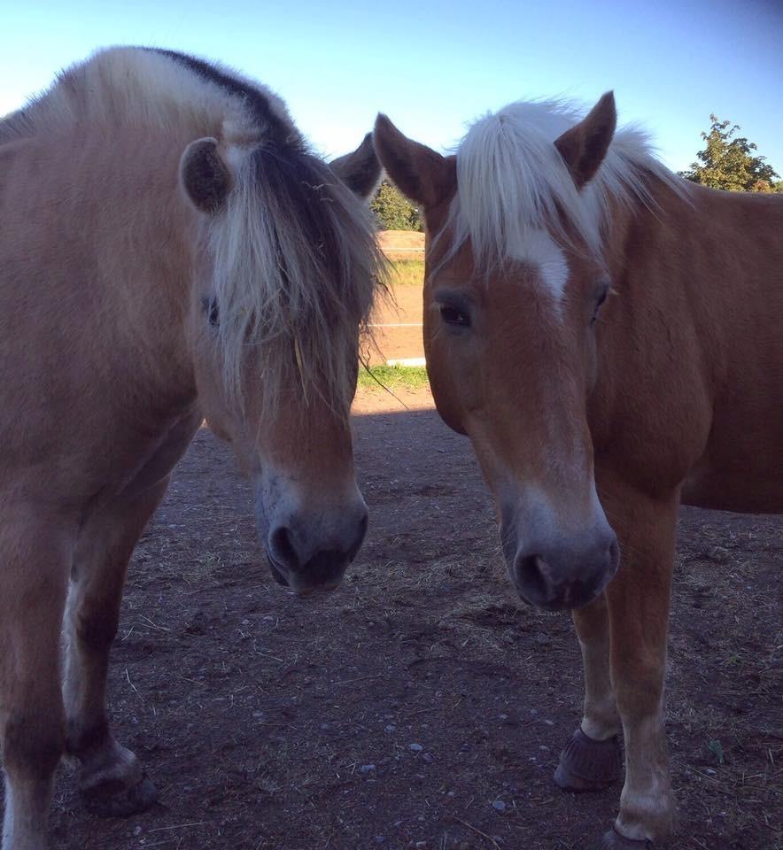 Haflinger Kiwi elghusets - solgt - kiwi og søde anemone som måtte leveres tilbage til sælger billede 12