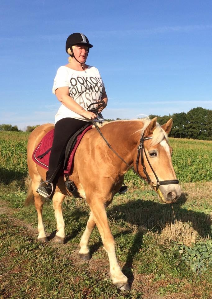 Haflinger Kiwi elghusets - solgt - kiwi på banen billede 16