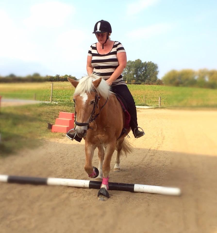Haflinger Kiwi elghusets - solgt - bom træning  billede 19