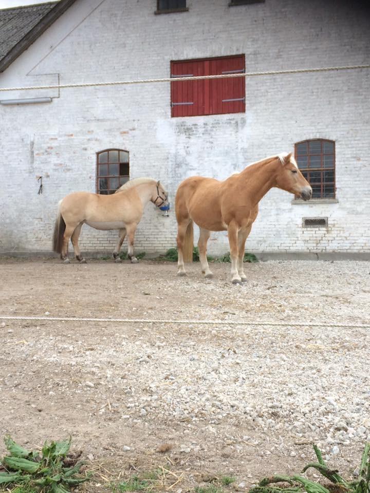 Haflinger Kiwi elghusets - solgt - 2 dejlige damer billede 20
