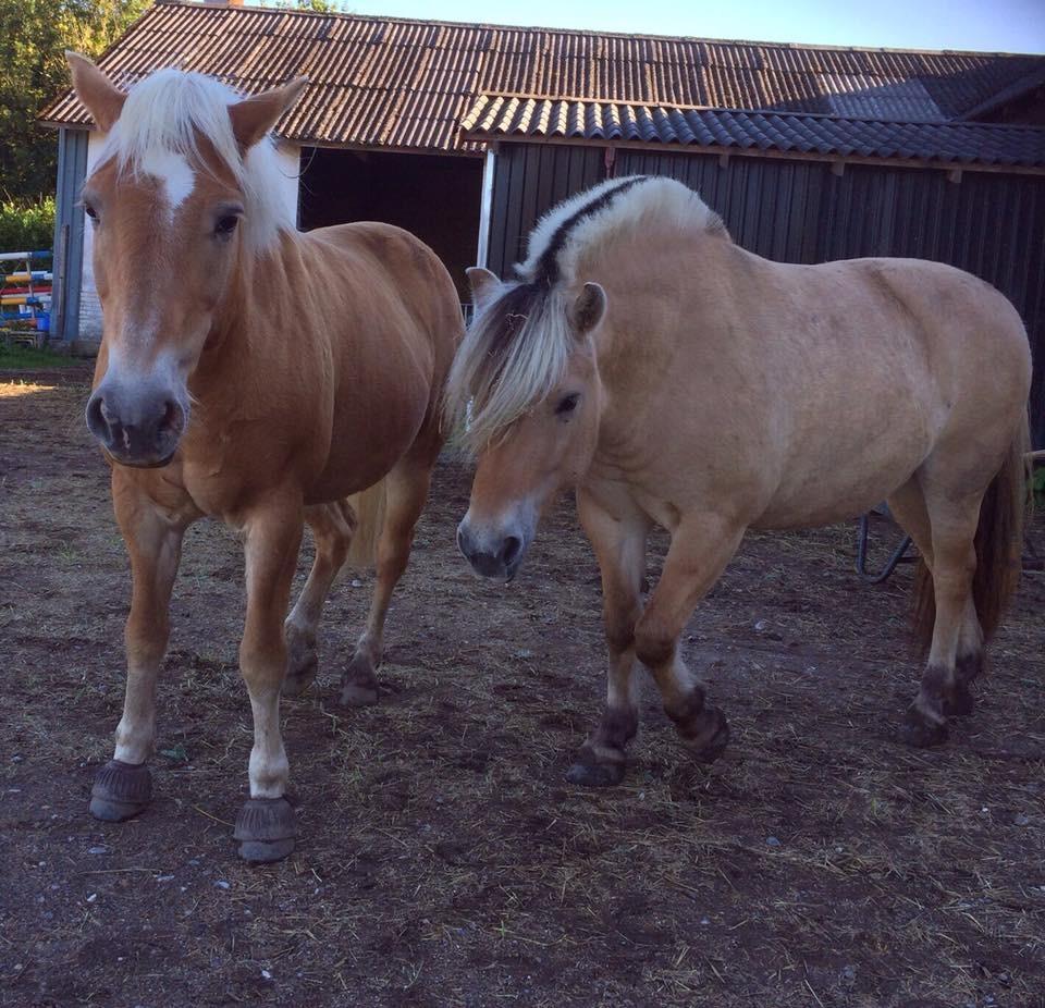 Haflinger Kiwi elghusets - solgt billede 15