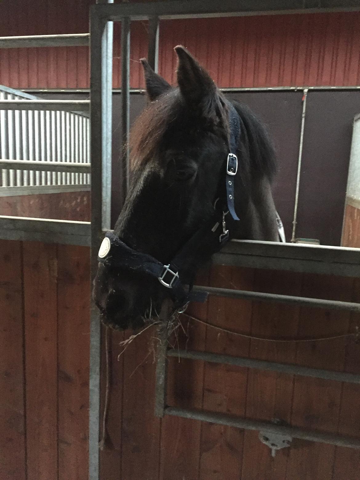 Anden særlig race Lukas - solgt billede 6