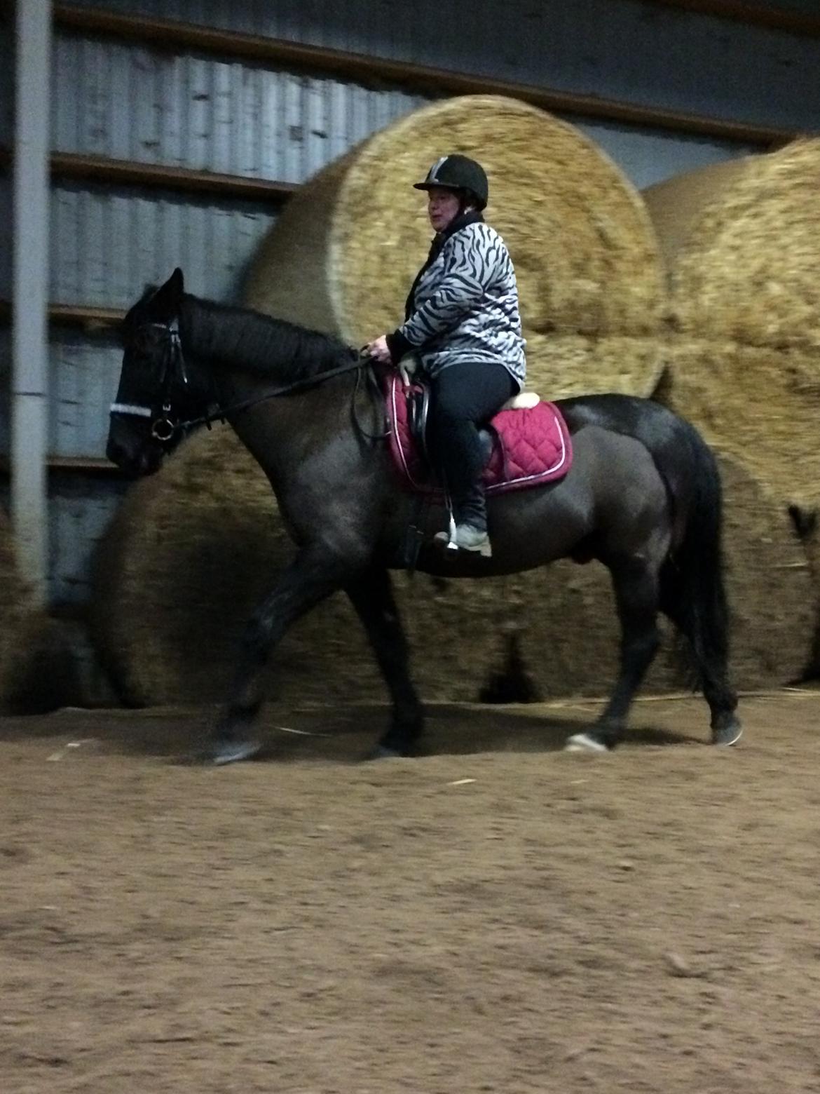 Anden særlig race Lukas - solgt billede 13