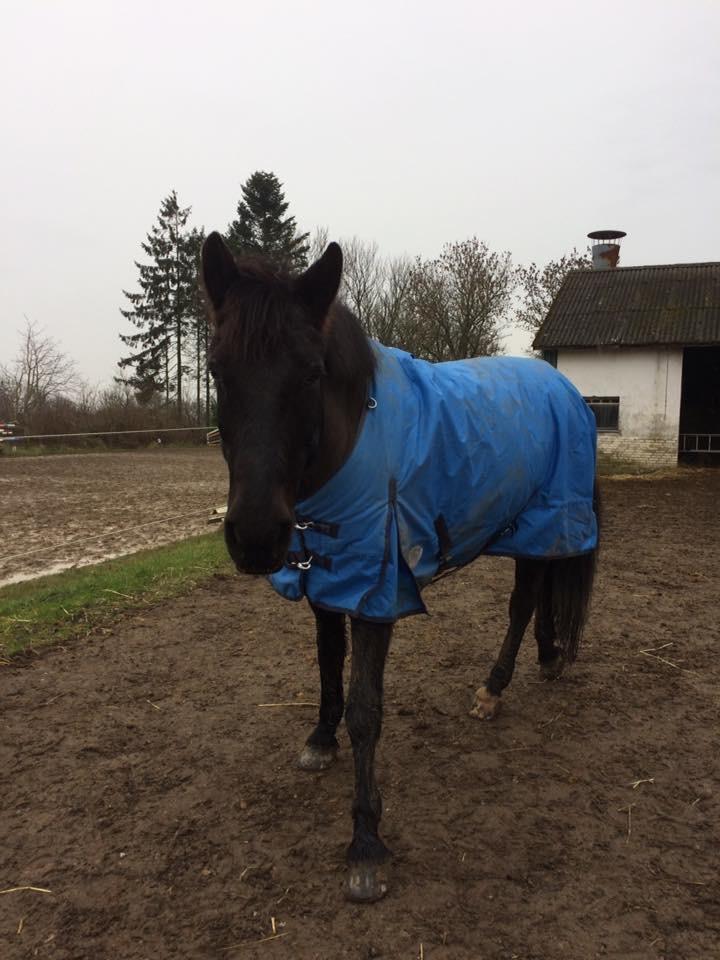 Anden særlig race Lukas - solgt billede 7