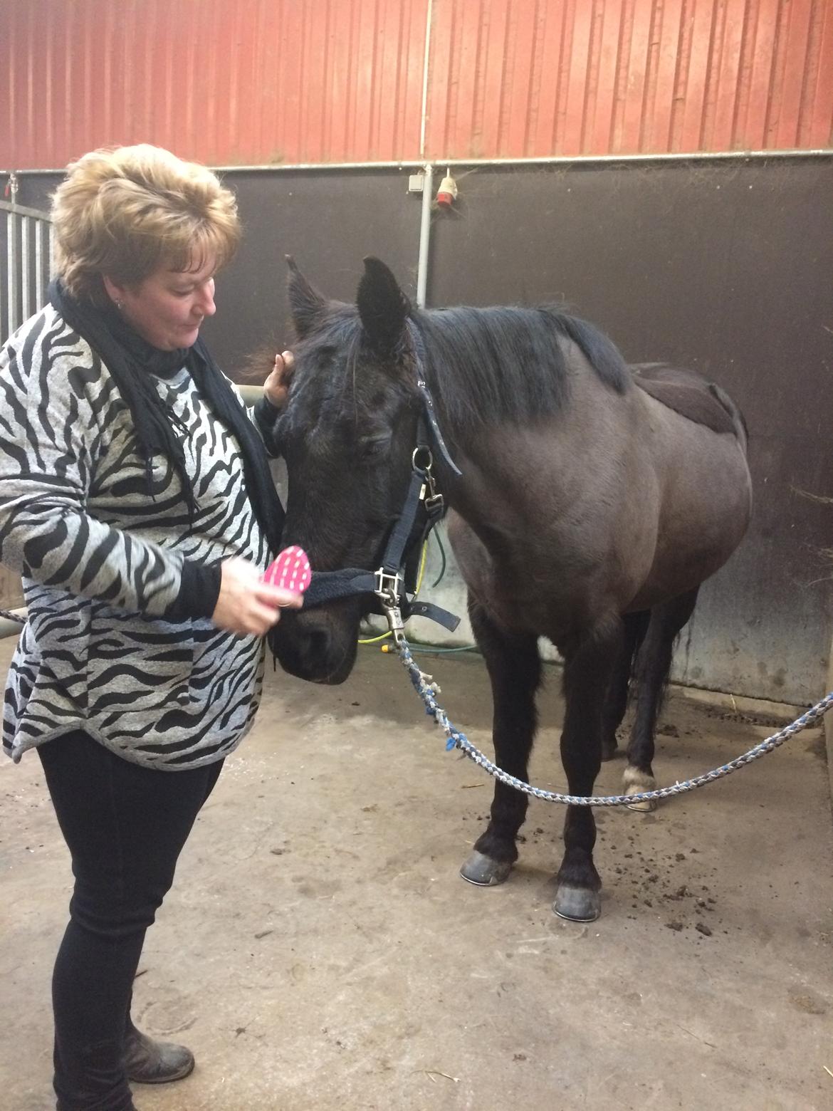 Anden særlig race Lukas - solgt billede 18
