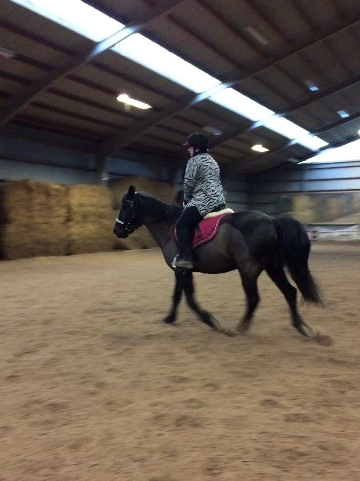 Anden særlig race Lukas - solgt billede 17