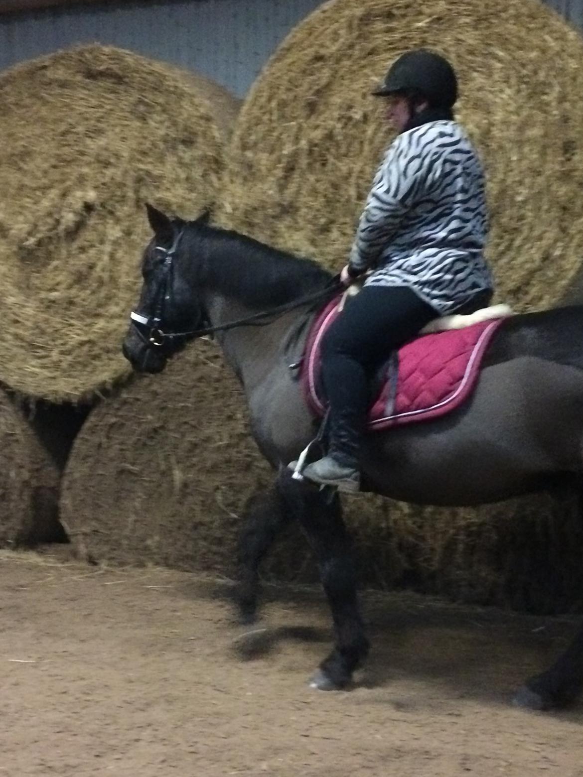 Anden særlig race Lukas - solgt billede 20