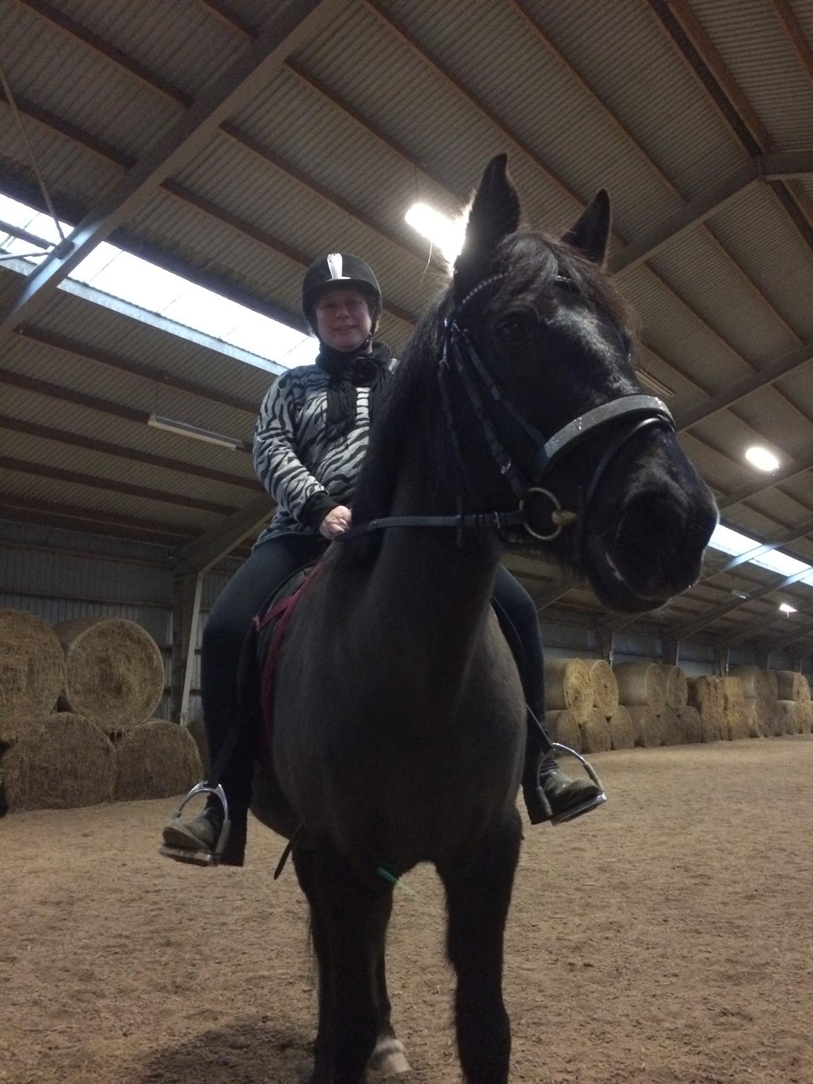 Anden særlig race Lukas - solgt billede 22