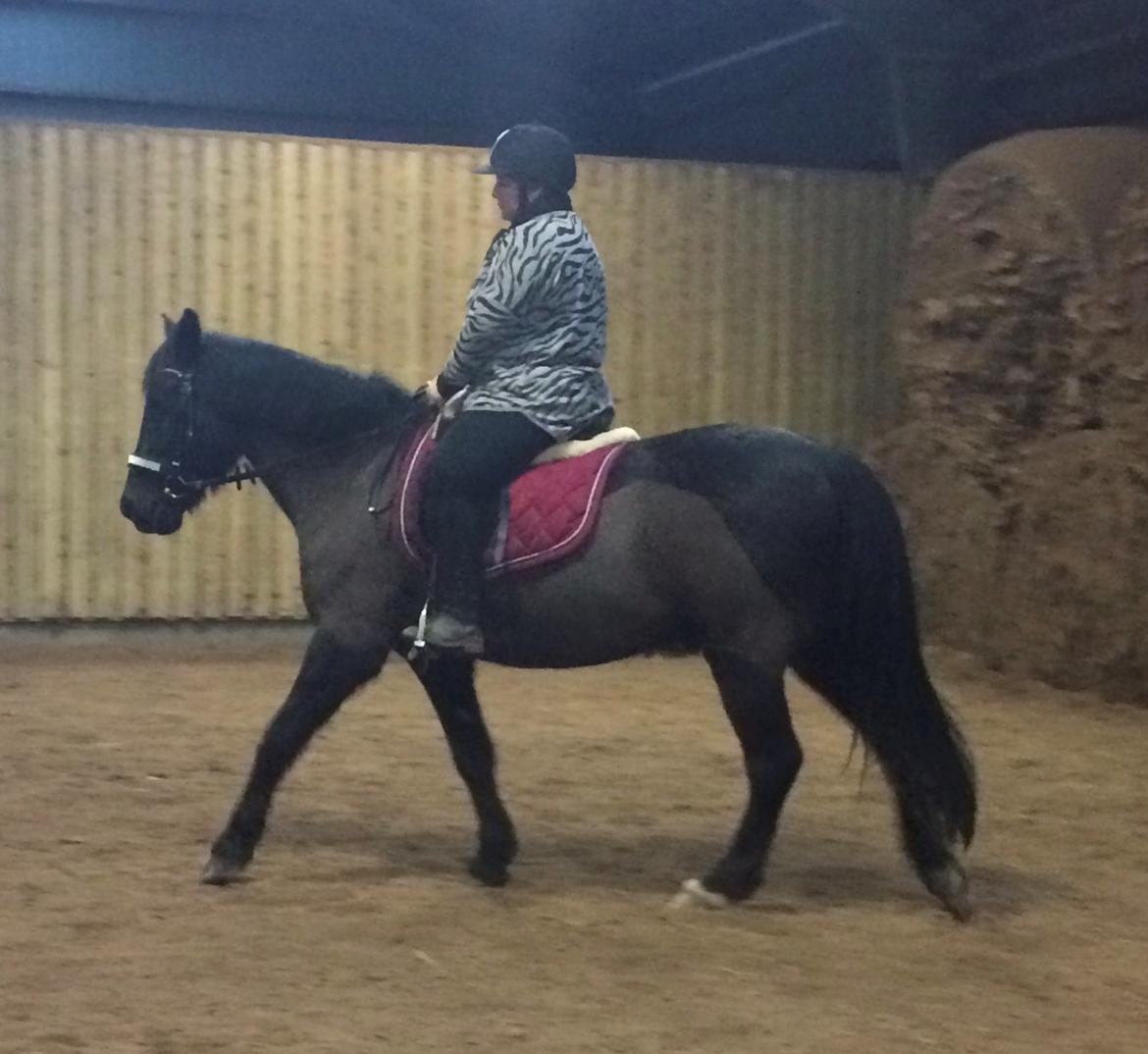 Anden særlig race Lukas - solgt billede 23