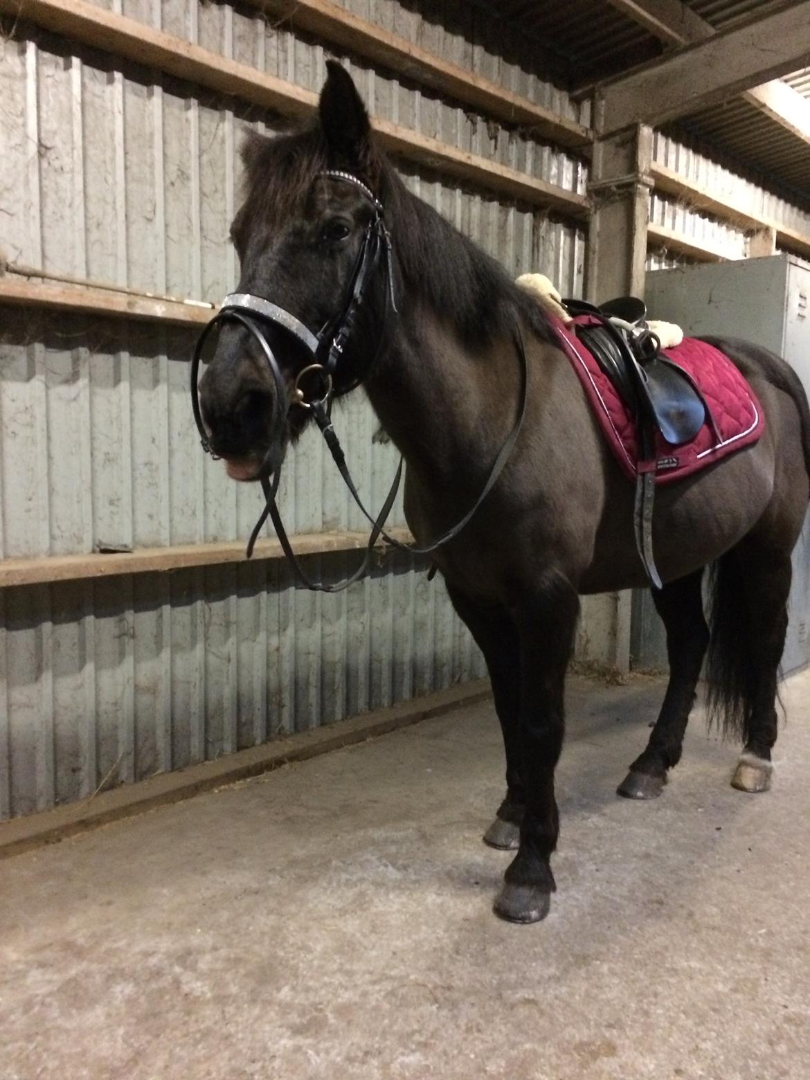 Anden særlig race Lukas - solgt billede 25