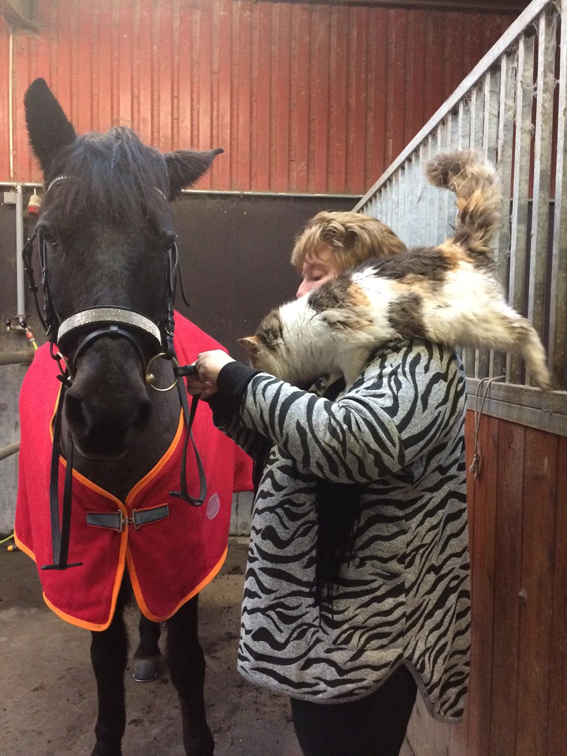 Anden særlig race Lukas - solgt billede 28