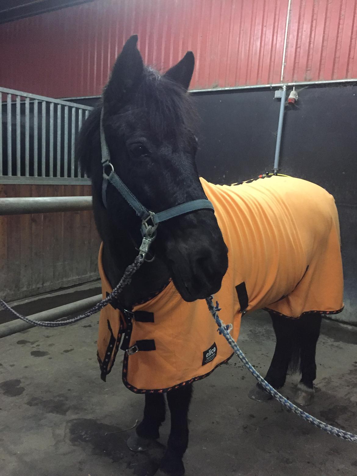 Anden særlig race Lukas - solgt - elsker den dreng billede 29