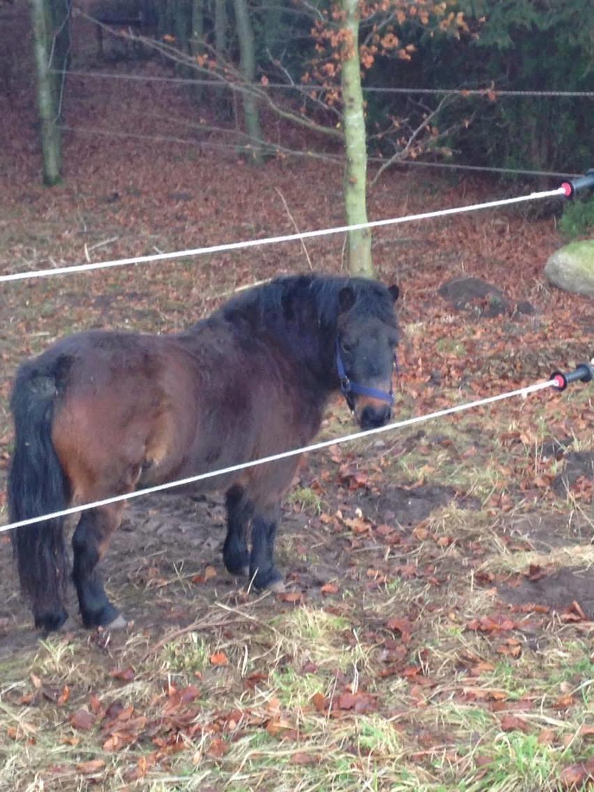 Shetlænder Andrea - Ponse venter gladeligt på at sin foldkammerat bliver færdig med at blive motioneret! billede 1