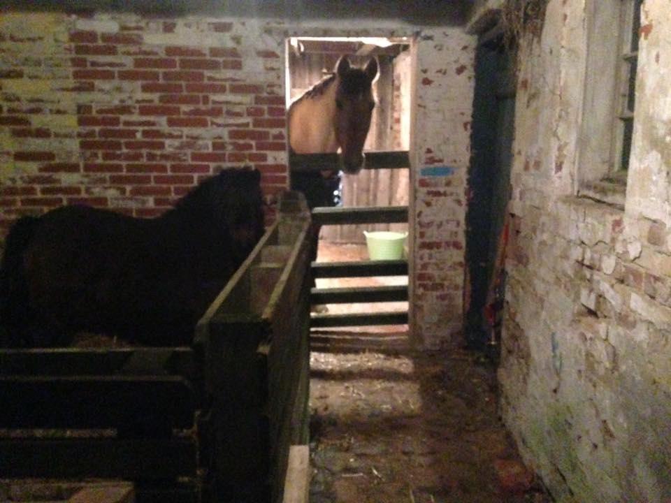 Shetlænder Andrea - Deres nye bokse.  billede 3