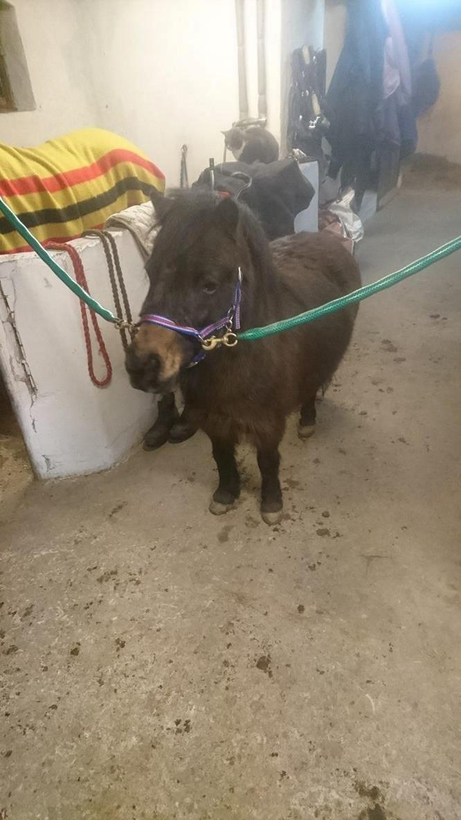 Shetlænder Andrea - Der skal laves lavere binde snore.  billede 2