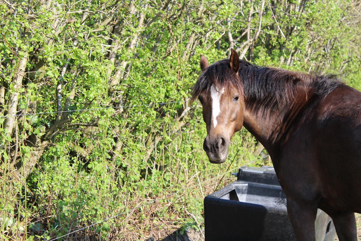 Welsh Partbred (Sec F) Kenza macal - "Hallo, jeg drikker faktisk" billede 6