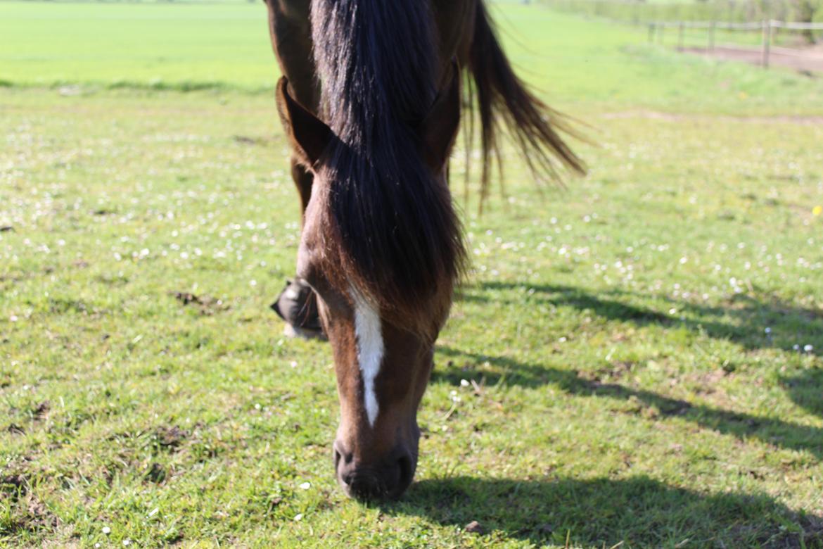 Welsh Partbred (Sec F) Kenza macal - "Er jeg ikke flot" ;-) billede 7