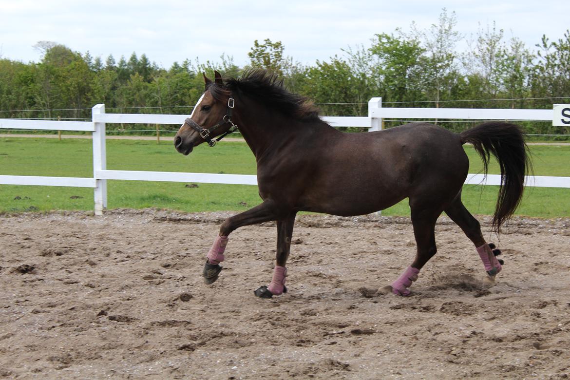 Welsh Partbred (Sec F) Kenza macal - "Jeg er en lille gangmaskine" billede 9