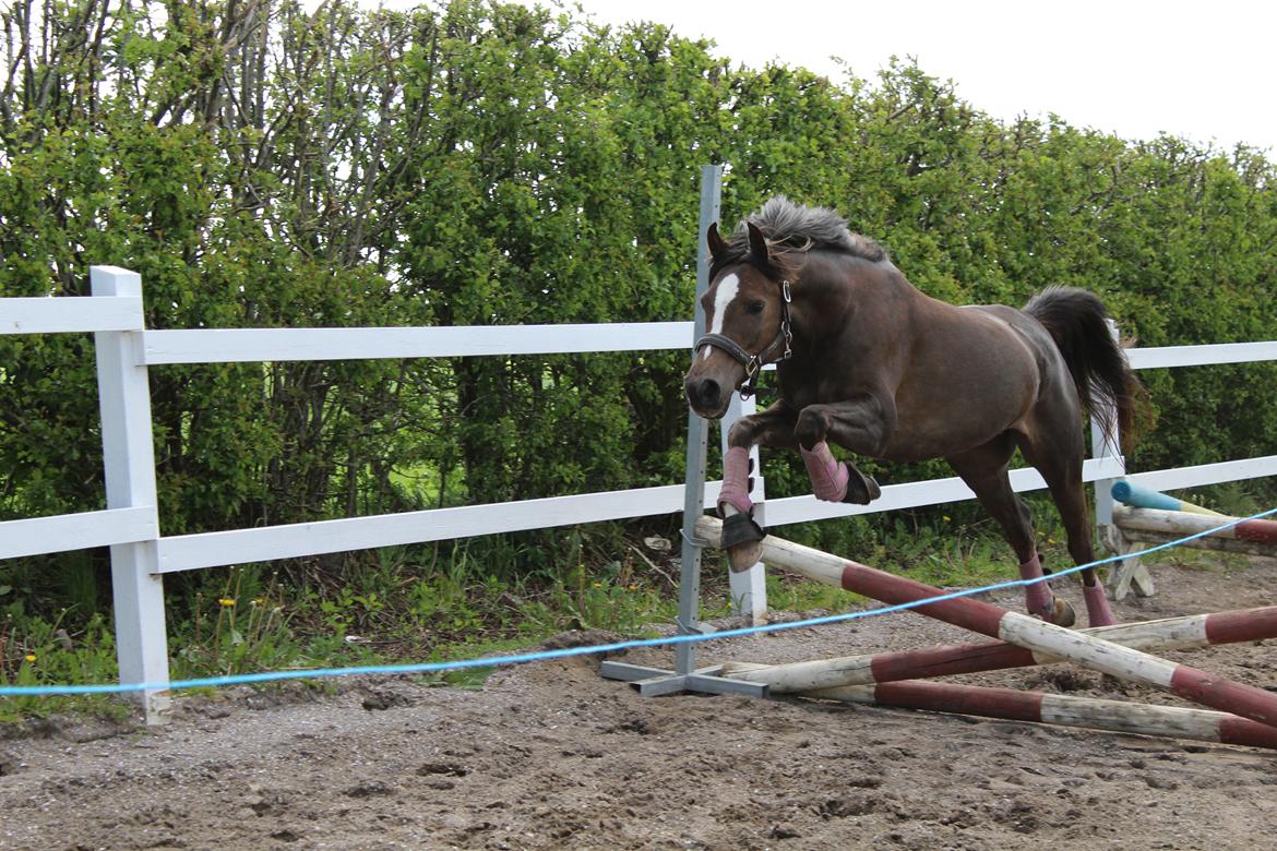 Welsh Partbred (Sec F) Kenza macal - "Jeg er flyvende" billede 3