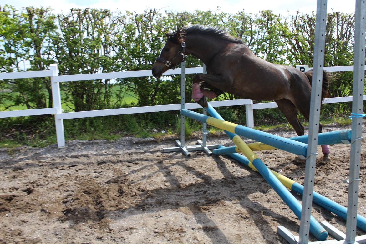 Welsh Partbred (Sec F) Kenza macal billede 4