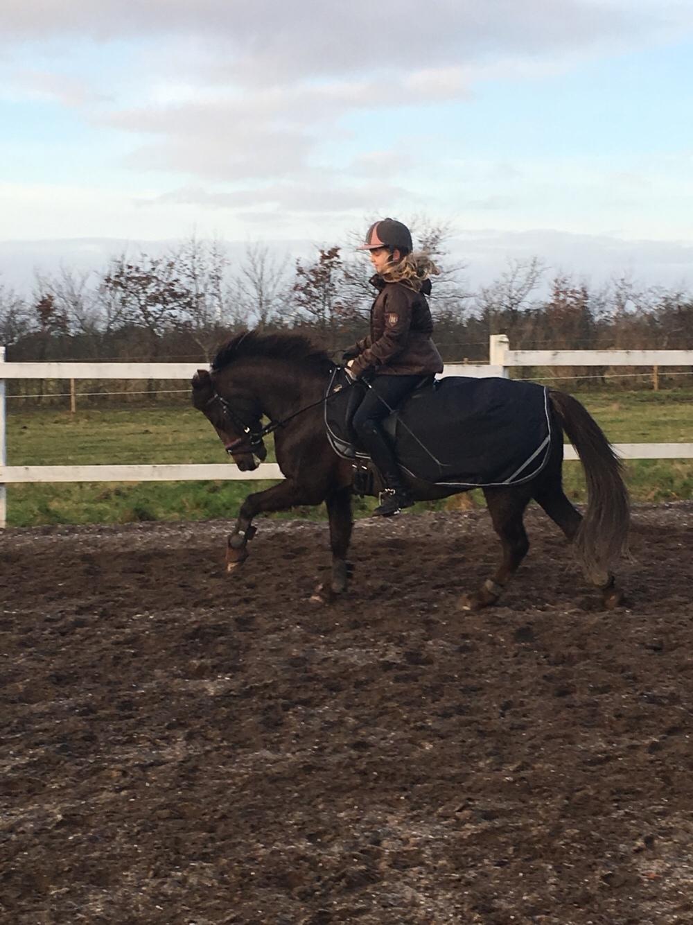 New Forest Bella - "Er jeg ikke dygtig"😎😊 billede 1