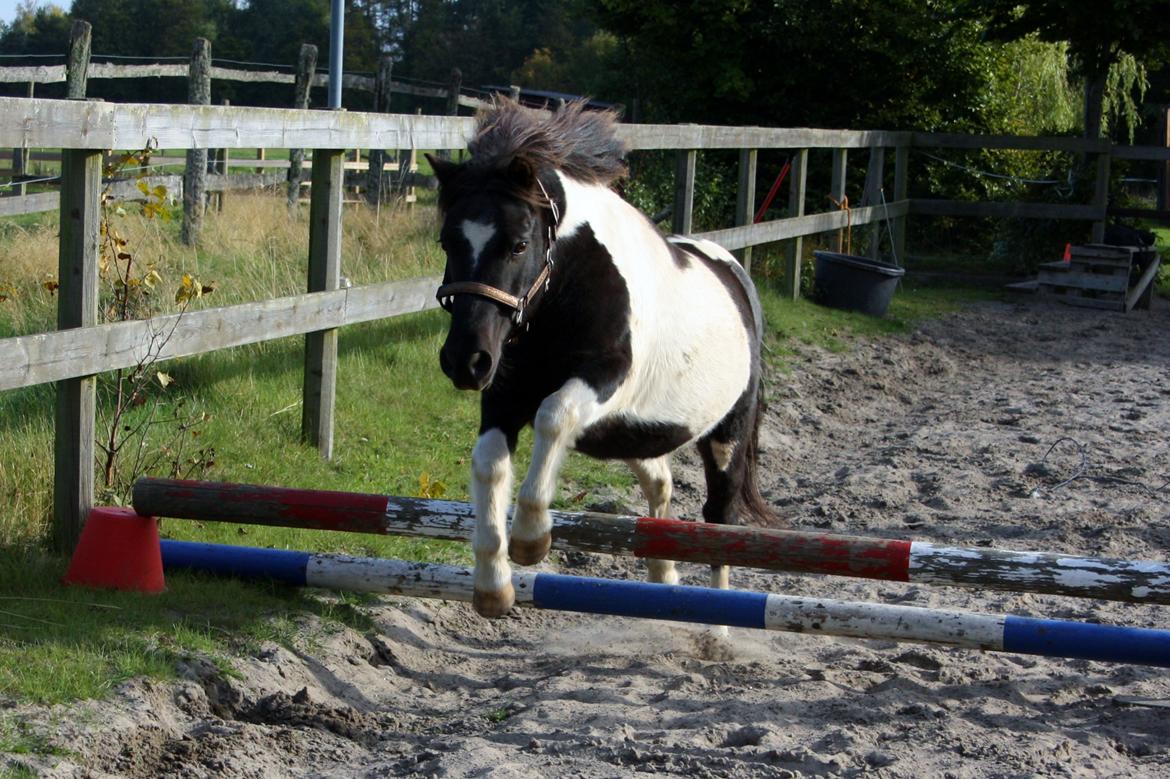 Anden særlig race Rasmus Klump<3 billede 12