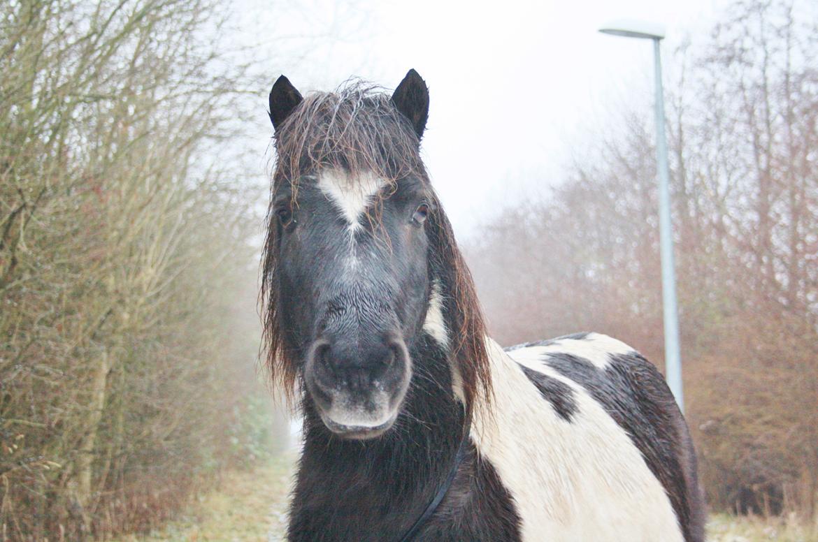 Anden særlig race Rasmus Klump<3 billede 15