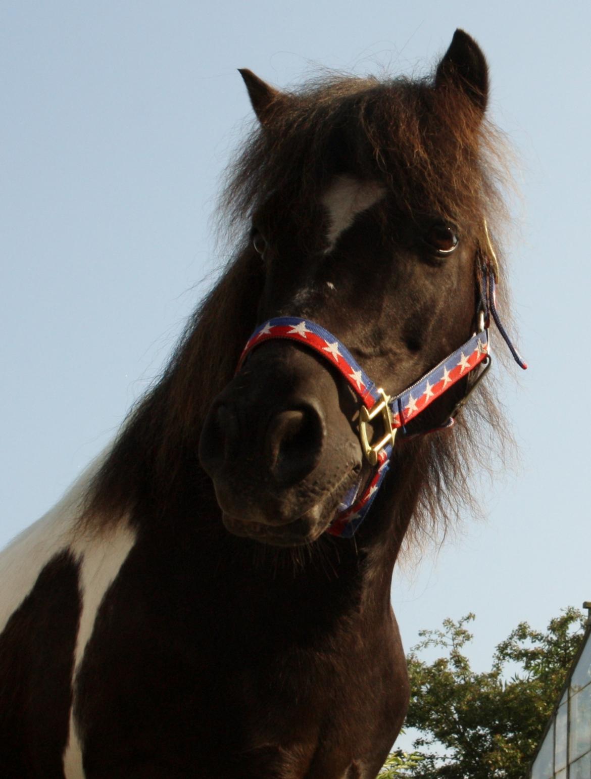 Anden særlig race Rasmus Klump<3 billede 6