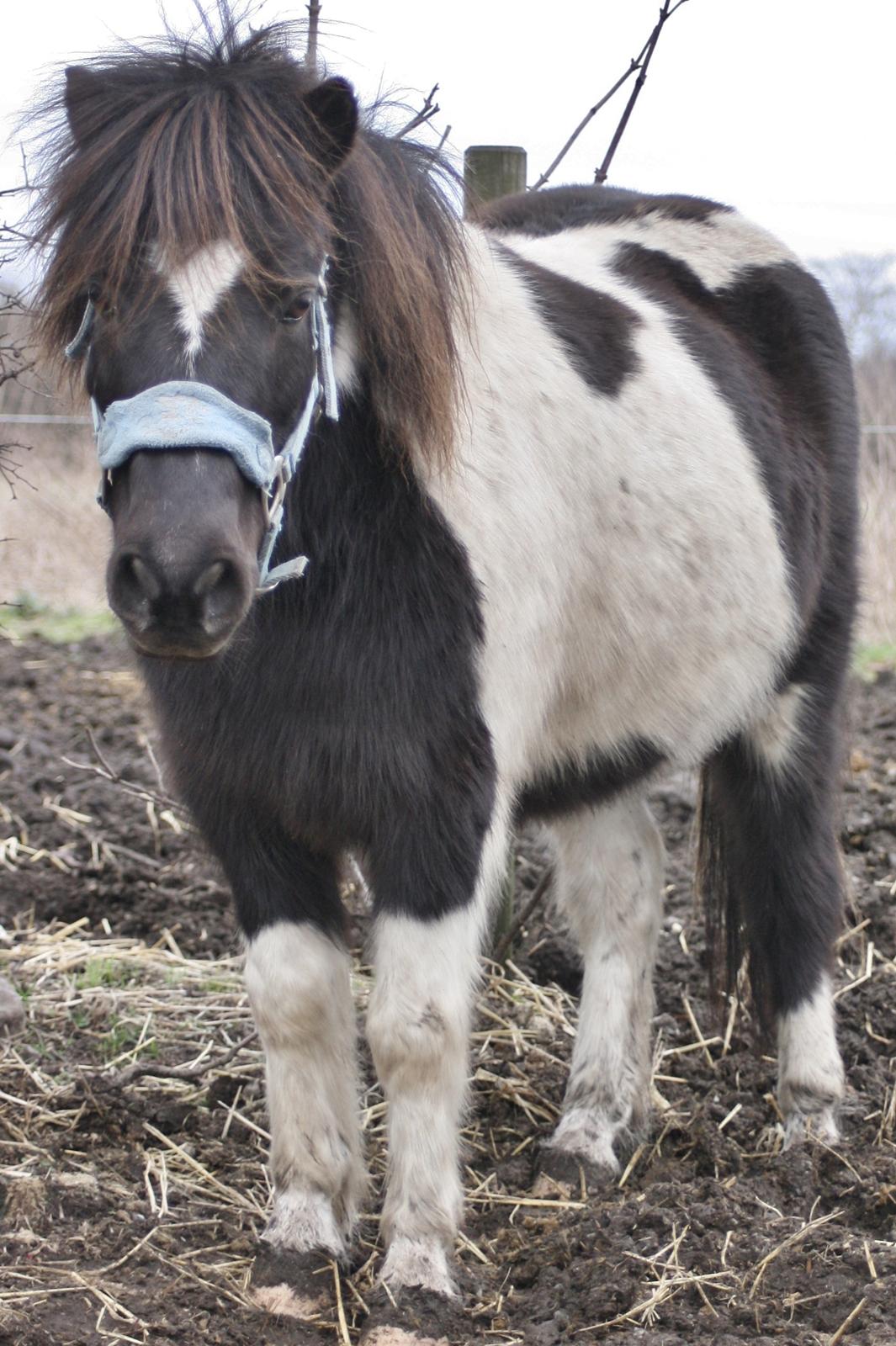 Anden særlig race Rasmus Klump<3 billede 14