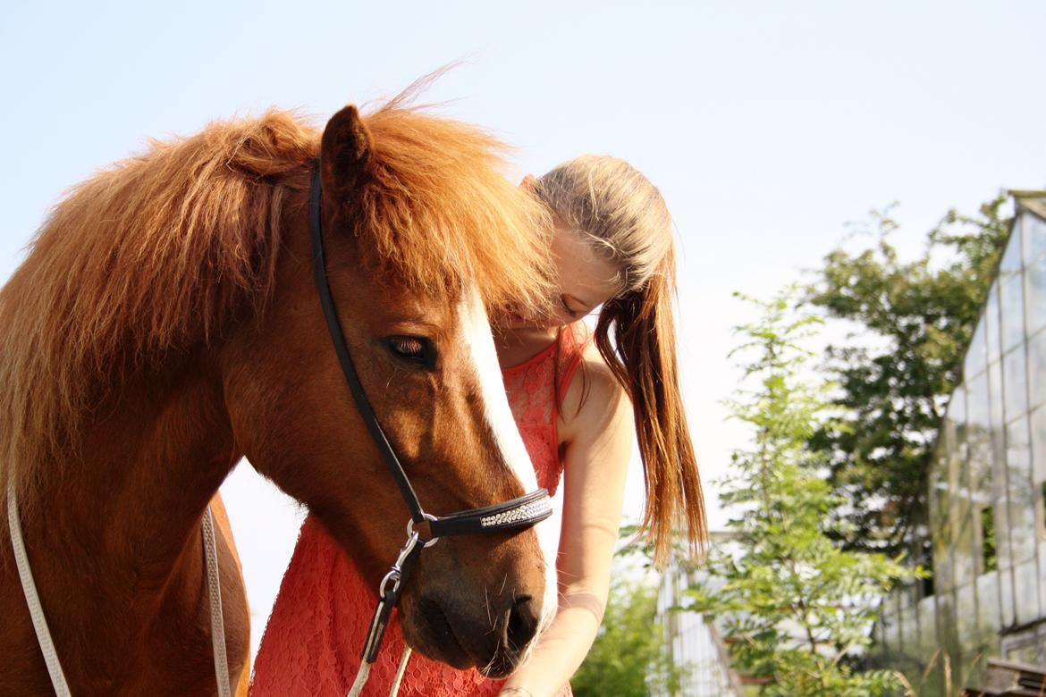Islænder Thor fra Brændskov billede 7