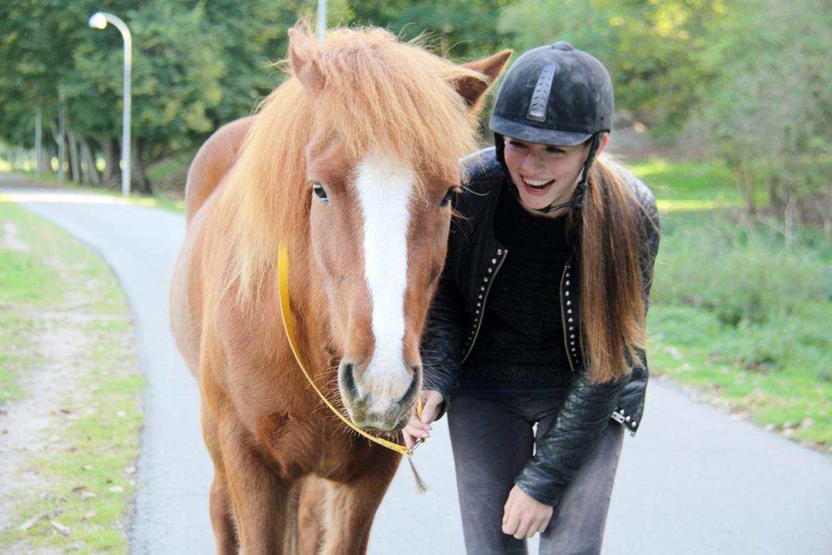 Islænder Thor fra Brændskov billede 16