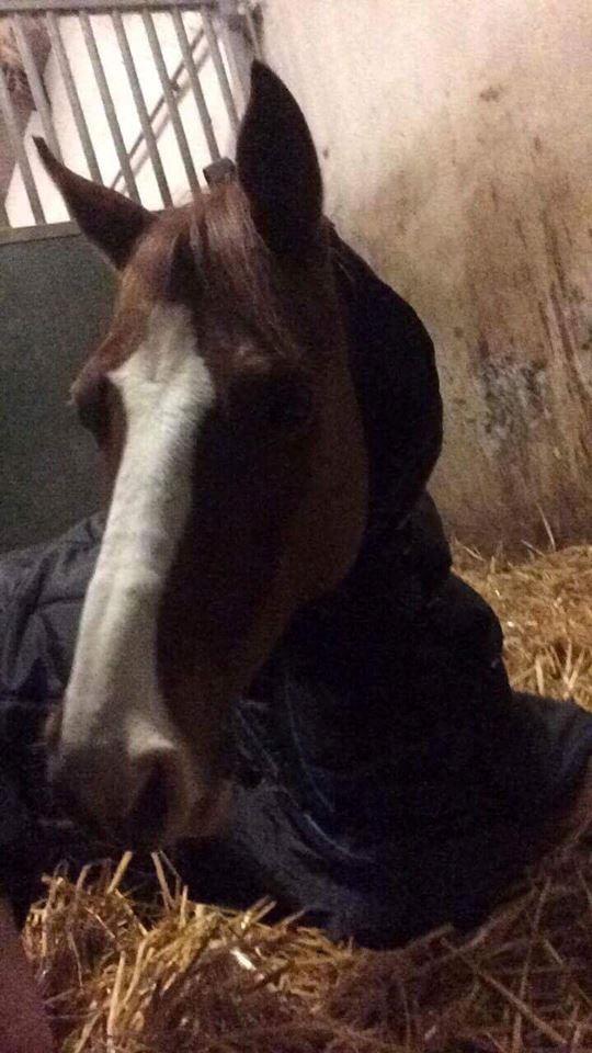 DSP Hindhøjs masja billede 10