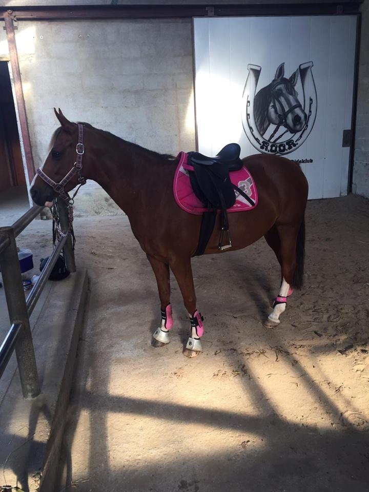 DSP Hindhøjs masja billede 17