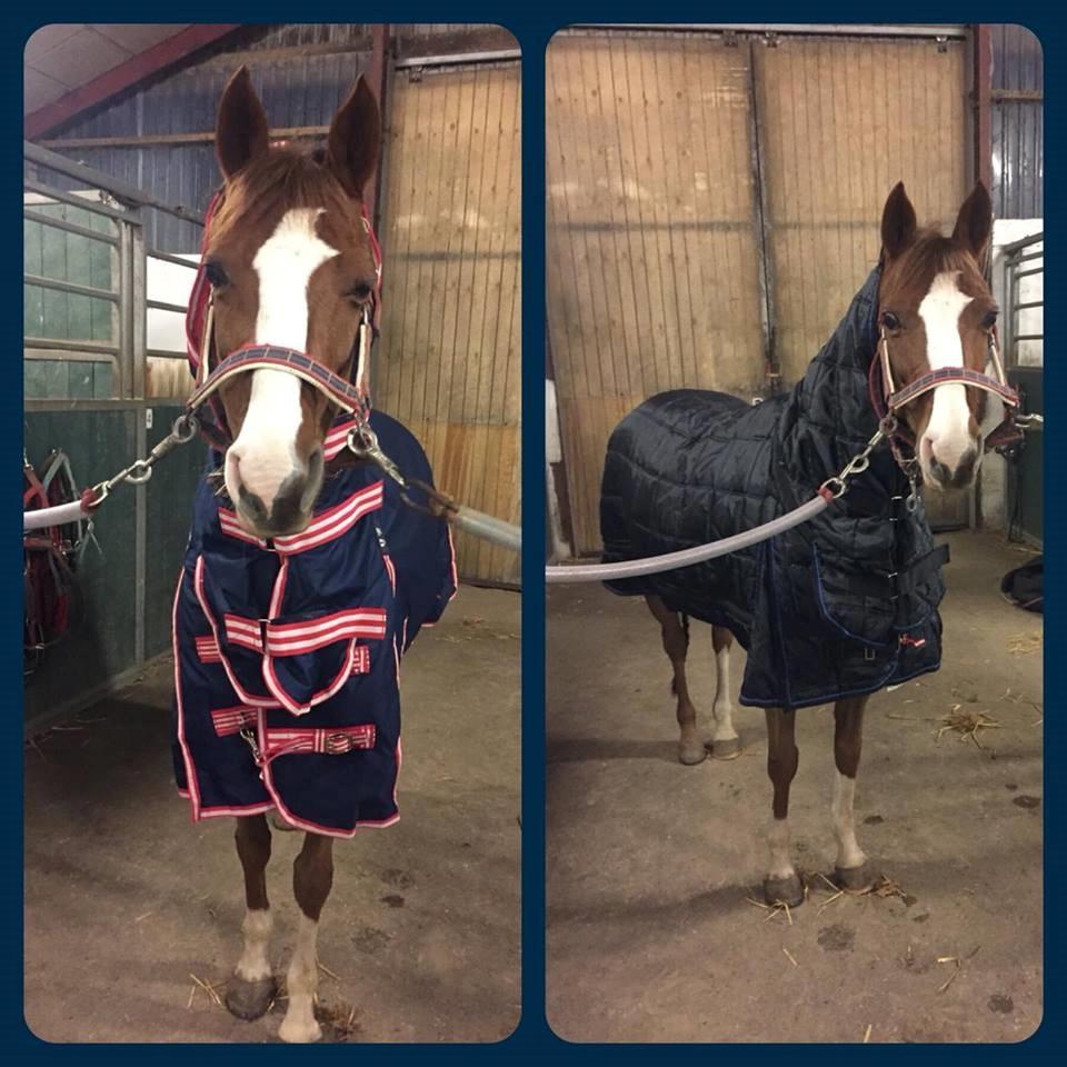 DSP Hindhøjs masja billede 12