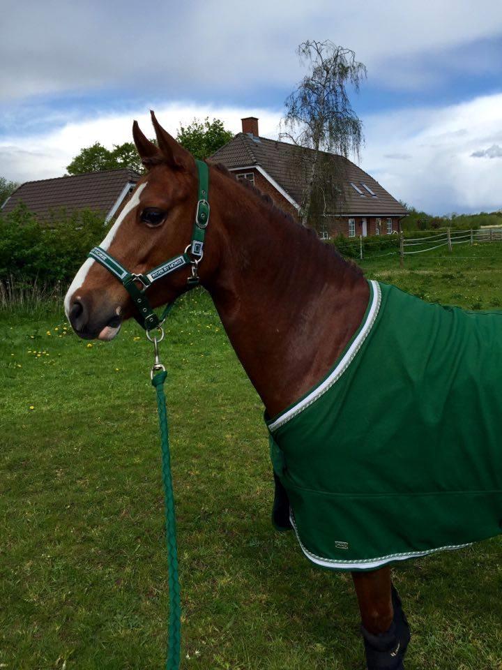 DSP Hindhøjs masja billede 15