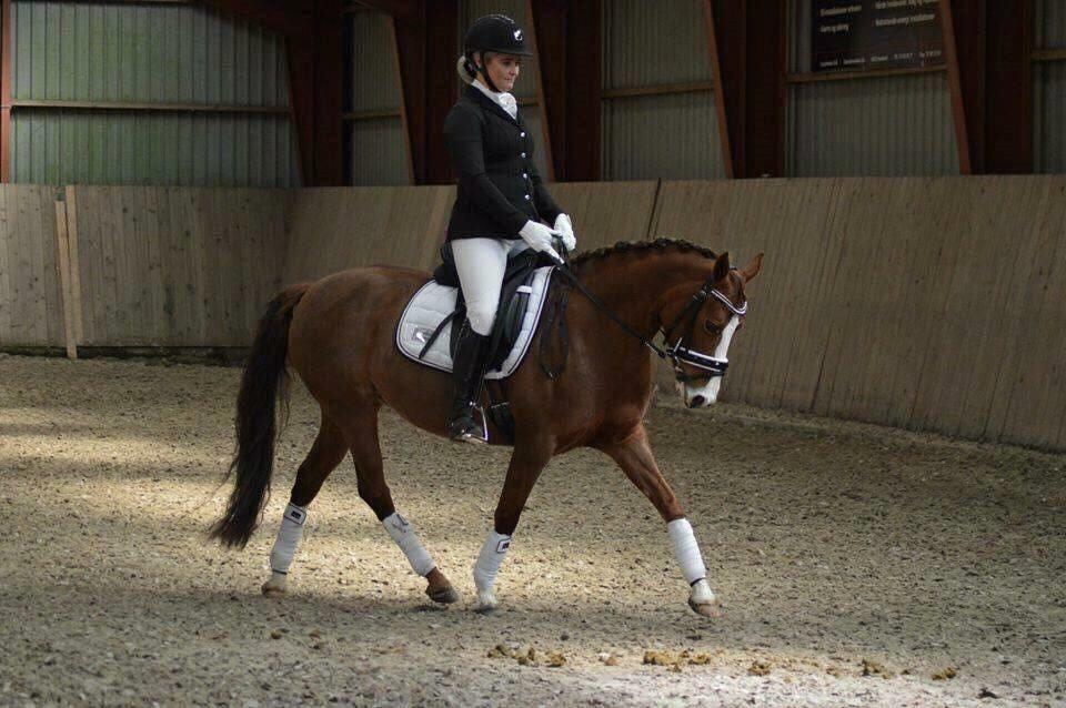 DSP Hindhøjs masja billede 16