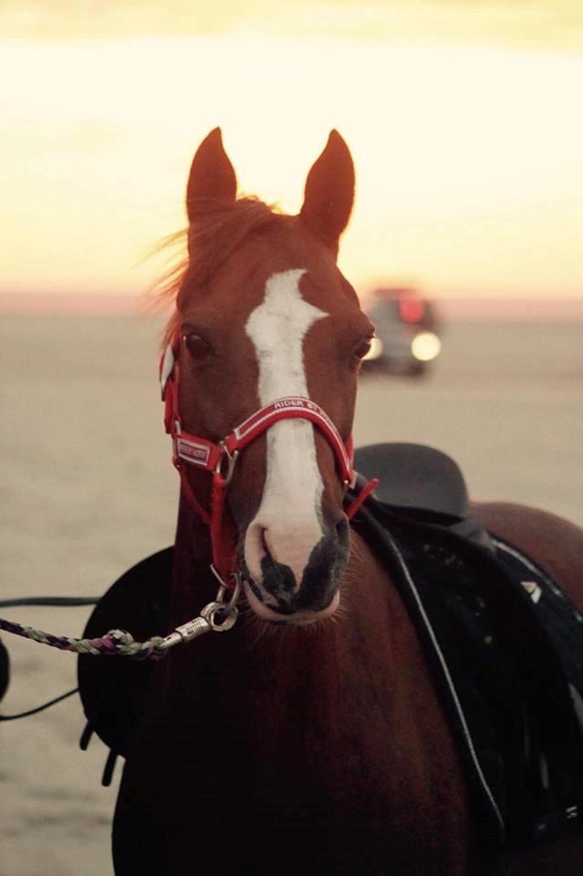 DSP Hindhøjs masja billede 4