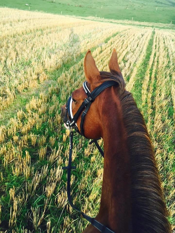 DSP Hindhøjs masja billede 19