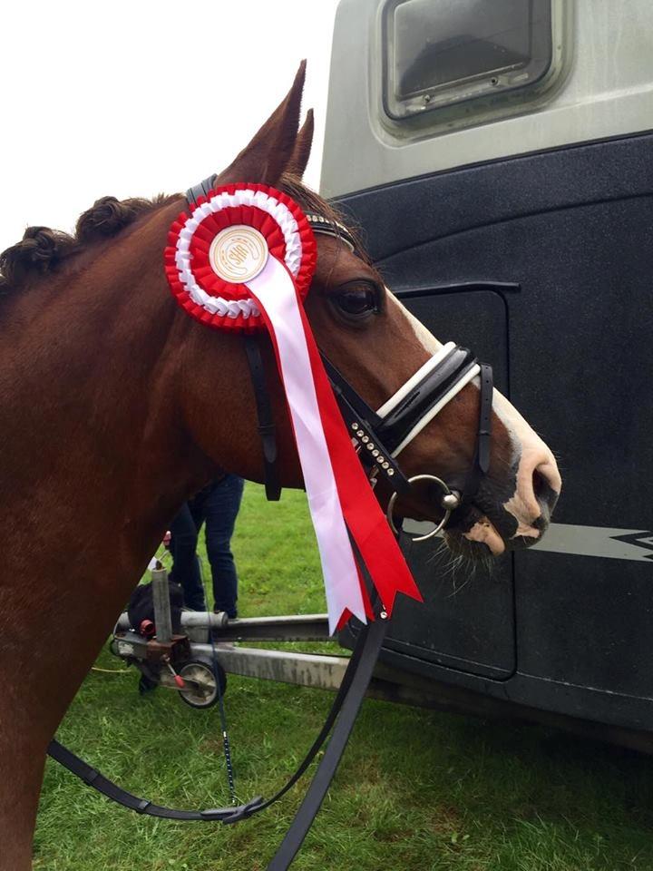 DSP Hindhøjs masja billede 2