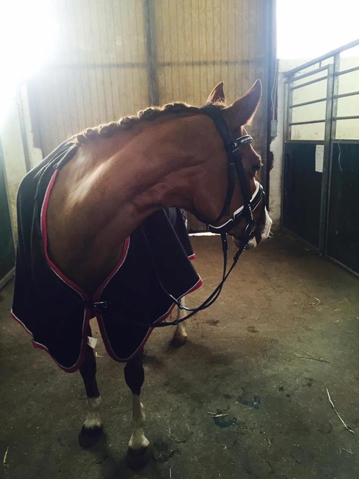 DSP Hindhøjs masja billede 22